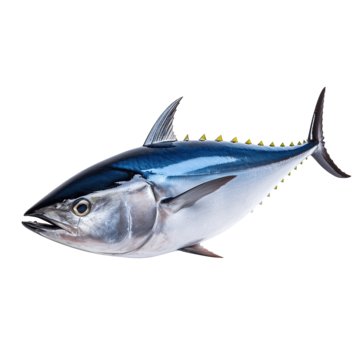 BLUE FIN TUNA