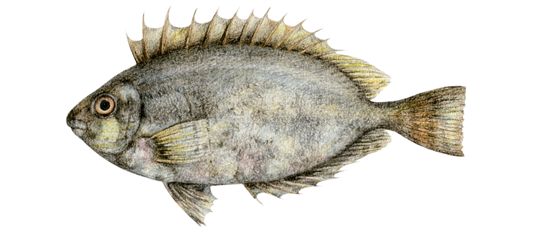 RABBIT FISH