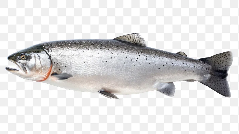 SALMON