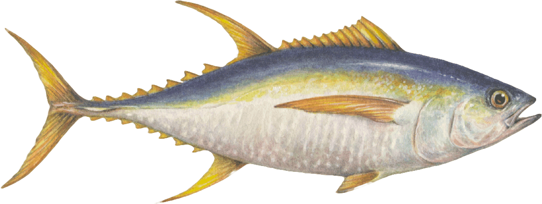 YELLOW FIN TUNA